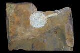 Paleocene Fossil Cone (Parataxodium) - North Dakota #96807-1